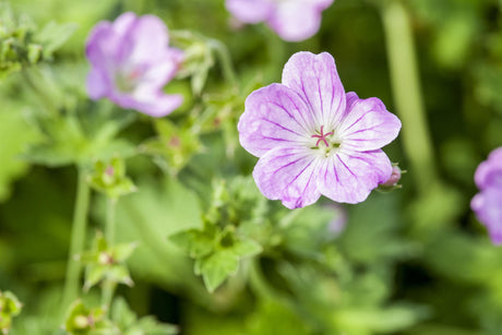 Geranium endressii ;;ab 3,35 Euro