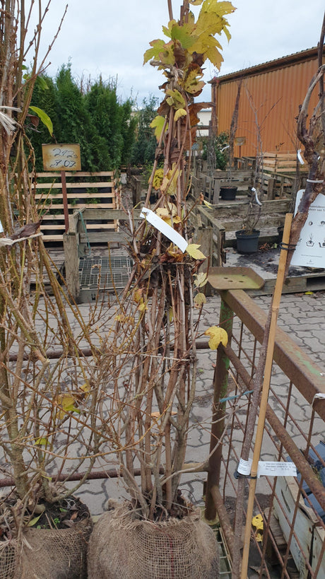 Forsythia intermedia 'Spectabilis'; hier als Ballenpflanze; vielseitig einsetzbar; Einsatzmöglichkeit z.B. : Strauchgruppe;;ab 7,20 Euro