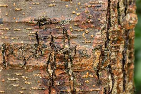 Alnus glutinosa VkG 1 Rinde; Einsatz: Uferbepflanzungwinterhart;;ab 1,30 Euro