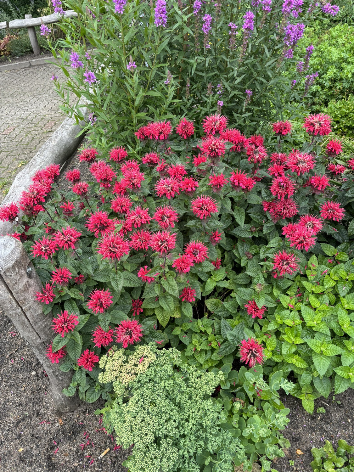 Monarda fistulosa 'Gardenview Scarlet' mit Blüte; Einsatz: ;;ab 5,25 Euro