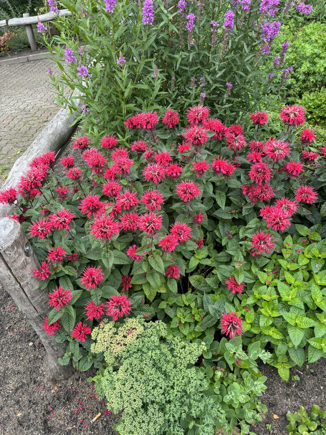 Monarda fistulosa 'Gardenview Scarlet' mit Blüte; Einsatz: ;;ab 5,25 Euro