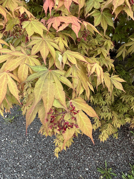 Acer palmatum 'Osakazuki'; hier mit Belaubung; herbstfärbung; Einsatzmöglichkeit z.B. : solitärgehölz;;Pflanzen vom Profi