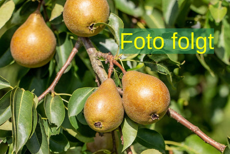 Bild wird ergänzt für Pyrus com. 'Armida' (Birne 'Armida')