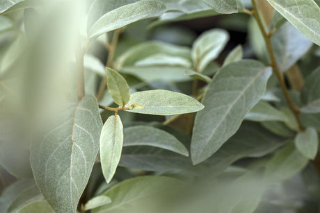 Elaeagnus angustifolia , erhältlich von 60-100 bis 200-250 cm;;ab 8,15 Euro