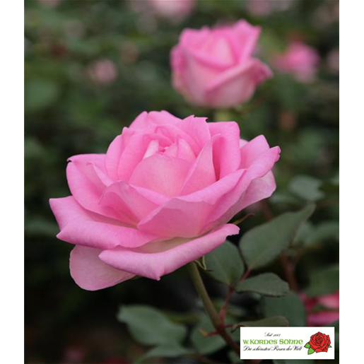 Rosa 'Beverly' TH mit Blüte; Einsatz: ;;ab 10,90 Euro