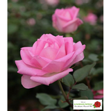 Rosa 'Beverly' TH; hier mit Blüte; duftend; Einsatzmöglichkeit z.B. : Solitär; verfügbar in 2 Größen und Varianten;;ab 15,00 Euro