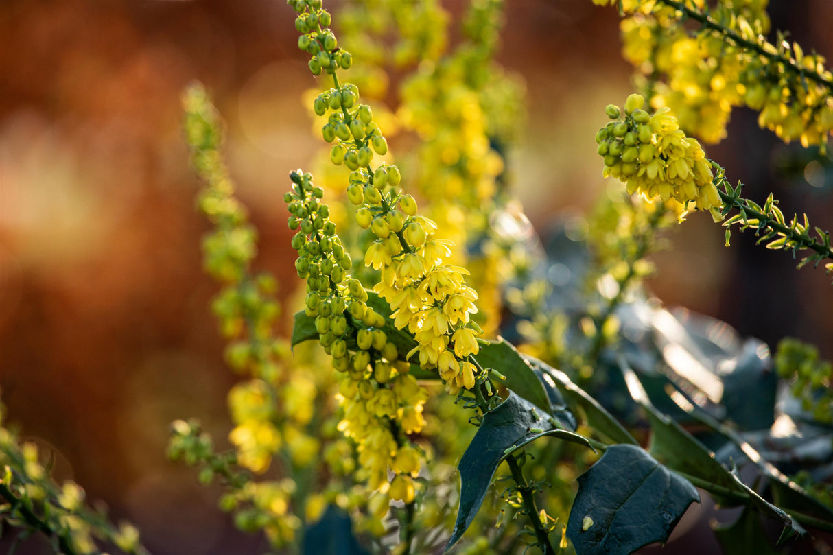 Mahonia media 'Winter Sun' mit Blüte, erhältlich von 40-60 bis 60-80 cm; Einsatz: ;;ab 46,00 Euro