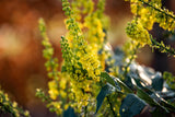Mahonia media 'Winter Sun' mit Blüte, erhältlich von 40-60 bis 60-80 cm; Einsatz: ;;ab 46,00 Euro