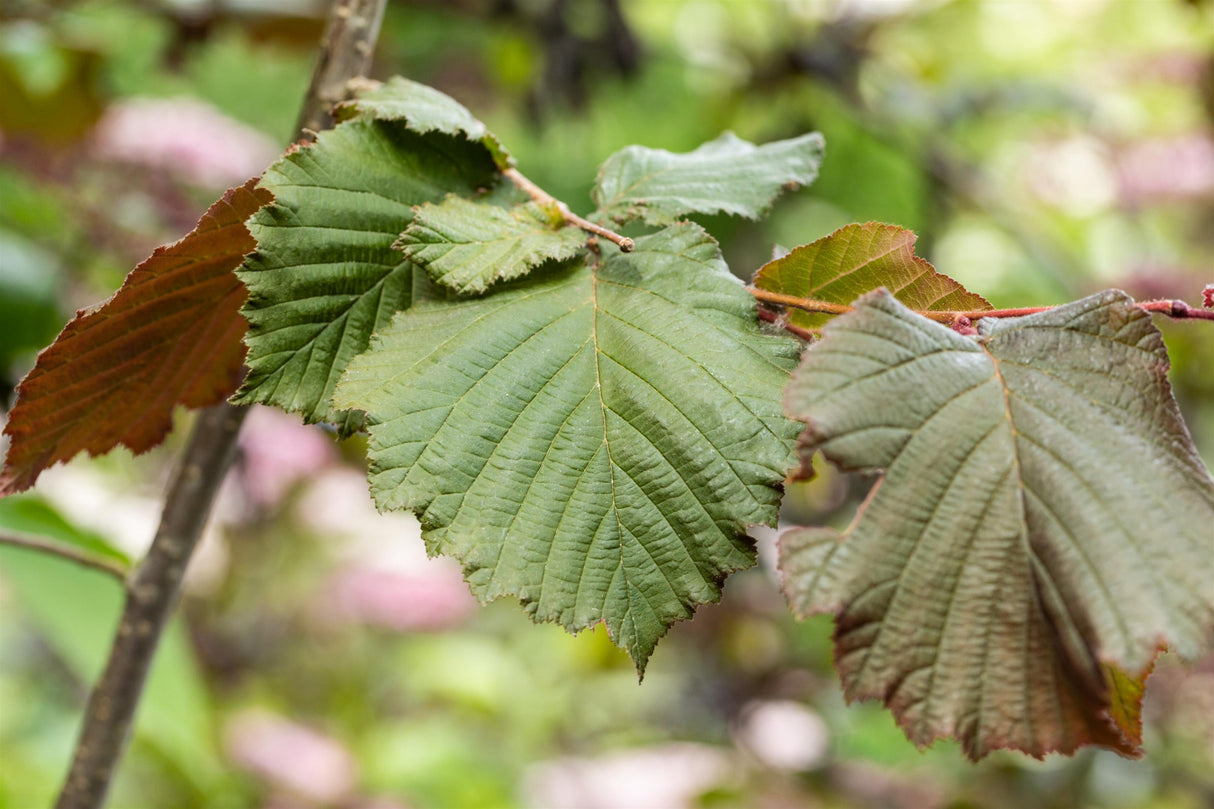 Rote Zellernuss winterhart;;mit zeitnaher Lieferung