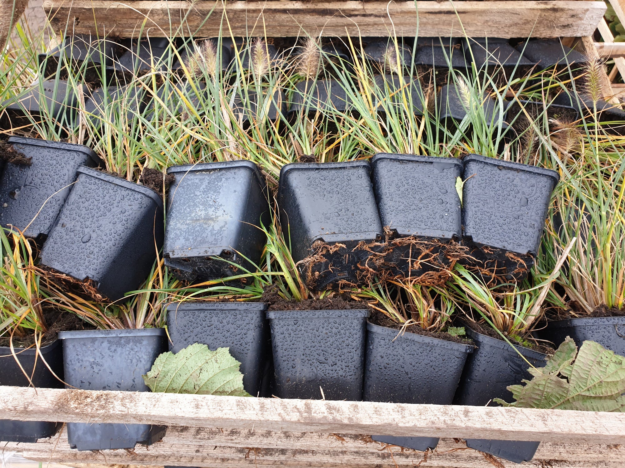 Pennisetum alopec. var. viridescens gen. (Garten-Federborstengras)