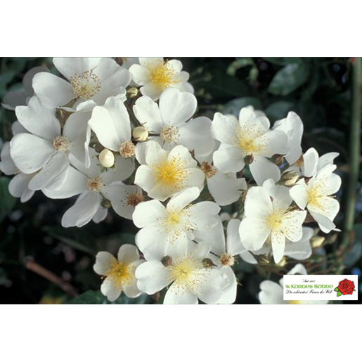 Rosa 'Filipes Kiftsgate' KL (Kletterrose 'Filipes Kiftsgate')