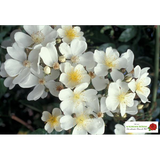 Rosa 'Filipes Kiftsgate' KL; hier mit Blüte; duftend; Einsatzmöglichkeit z.B. : Rankgerüste; verfügbar in 2 Größen und Varianten;;ab 16,25 Euro