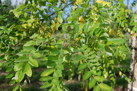 pagodenbaum; hier mit Sommerbelaubung; blütenpracht; Einsatzmöglichkeit z.B. : Ziergehölz;;mit zeitnaher Lieferung