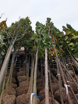 Prunus av. 'Teickn. Schw. Herzkirsche'; vorbereitet für Versand; fruchtertrag; Einsatzmöglichkeit z.B. : Solitär; verfügbar in 19 Größen und Varianten;;ab 49,30 Euro
