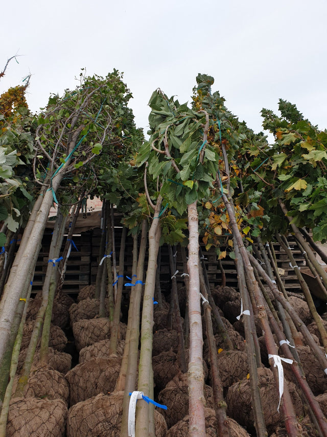 Prunus av. 'Teickn. Schw. Herzkirsche'; vorbereitet für Versand; fruchtertrag; Einsatzmöglichkeit z.B. : Solitär; verfügbar in 19 Größen und Varianten;;ab 49,30 Euro
