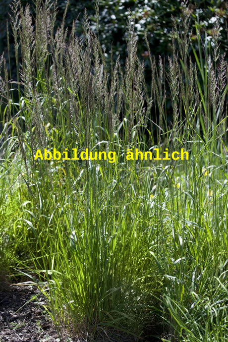 Genaues Foto für Deschampsia cespitosa 'Bronzeschleier' folgt; dieses ähnliche Bild dienst der Illustration von Garten-Schmiele