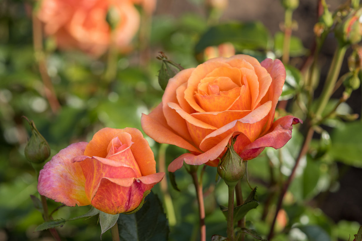 Rosa 'Cherry Brandy' TH mit Blüte; Einsatz: ;;ab 8,10 Euro