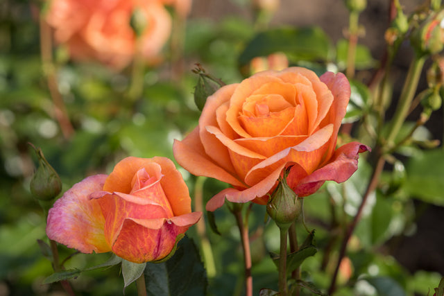 Rosa 'Cherry Brandy' TH mit Blüte; Einsatz: ;;ab 8,10 Euro