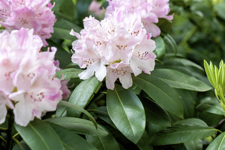 Rhododendron Hybr. 'Album Novum' mit Blüte, erhältlich von 60-70 bis 70-80 cm; Einsatz: ;;ab 101,00 Euro