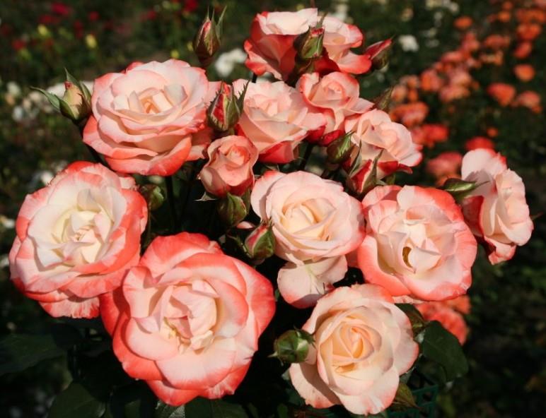 Rosa 'Auf die Freundschaft' STR mit Blüte; Einsatz: ;;ab 6,50 Euro
