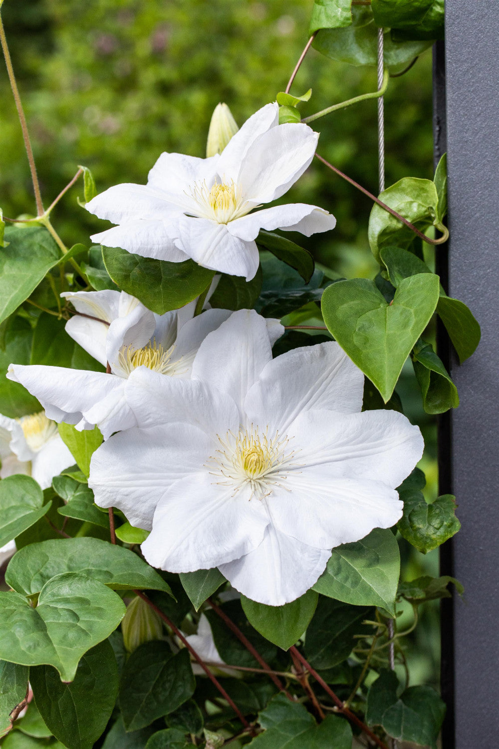 Clematis 'Madame Le Coultre' mit Blüte, erhältlich von 100-150 bis 150-200 cm; Einsatz: ;;ab 37,40 Euro