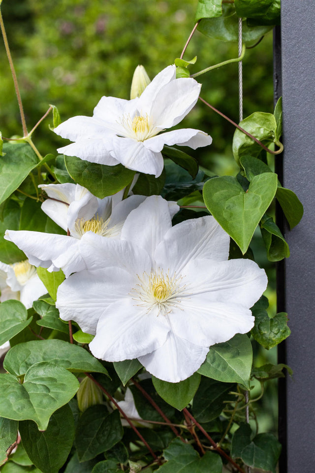 Clematis 'Madame Le Coultre' mit Blüte, erhältlich von 100-150 bis 150-200 cm; Einsatz: ;;ab 37,40 Euro