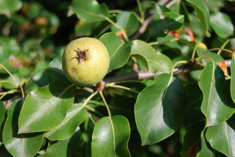 Pyrus pumila mit Früchten, erhältlich als: Sämling, Solitär, Hochstamm, leichte Sträucher, leichte Heister, verschulte Heister, Heister; Einsatz: Trockenheitstolerante Pflanzezierpflanze;;günstig mit Qualität