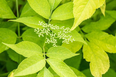 Sambucus canadensis 'Aurea' mit Belaubung, erhältlich von 40-60 bis 60-100 cm; Einsatz: ;;ab 6,90 Euro