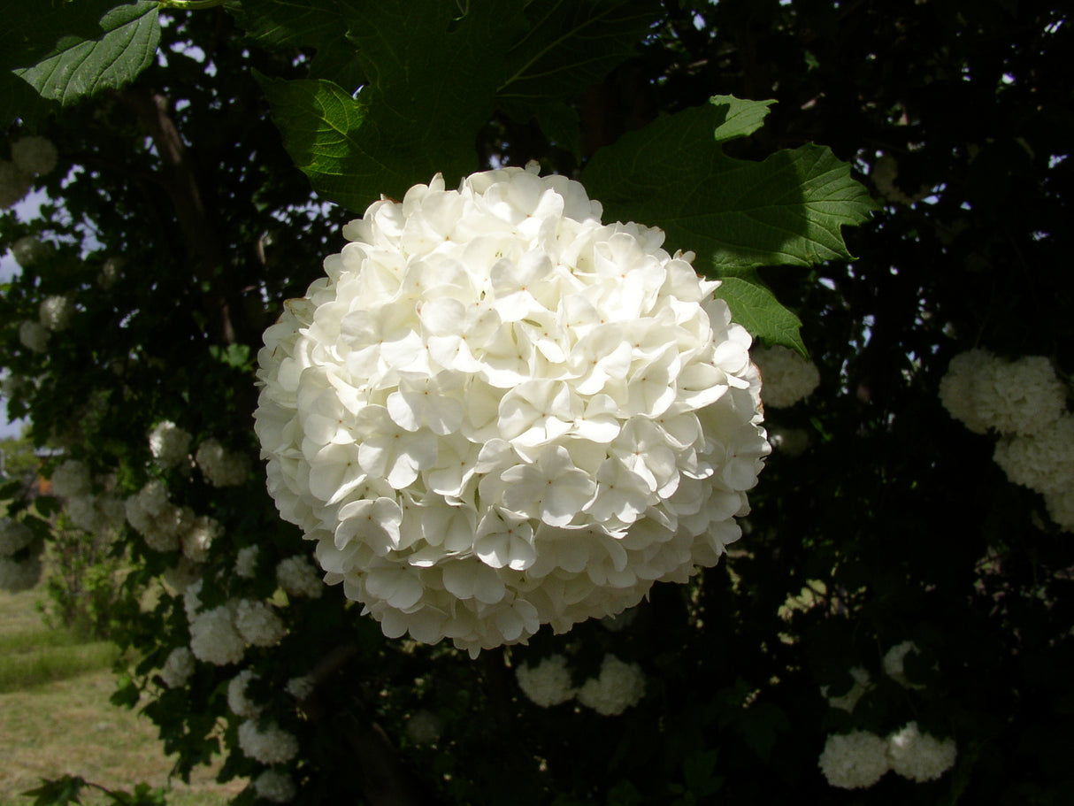 Viburnum opulus 'Roseum' mit Blüte, erhältlich von 40-60 bis 200-250 cm; Einsatz: ;;ab 8,65 Euro