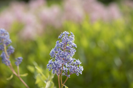 Ceanothus delilianus 'Glorie d.Versailles' mit Blüte, erhältlich als: ; Einsatz: Zierstrauchwinterhart;;günstig mit Qualität