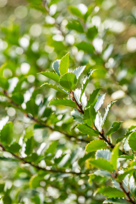 Ilex meserveae 'Blue Princess' mit Belaubung, erhältlich von 40-50 bis 60-80 cm; Einsatz: ;;ab 28,80 Euro
