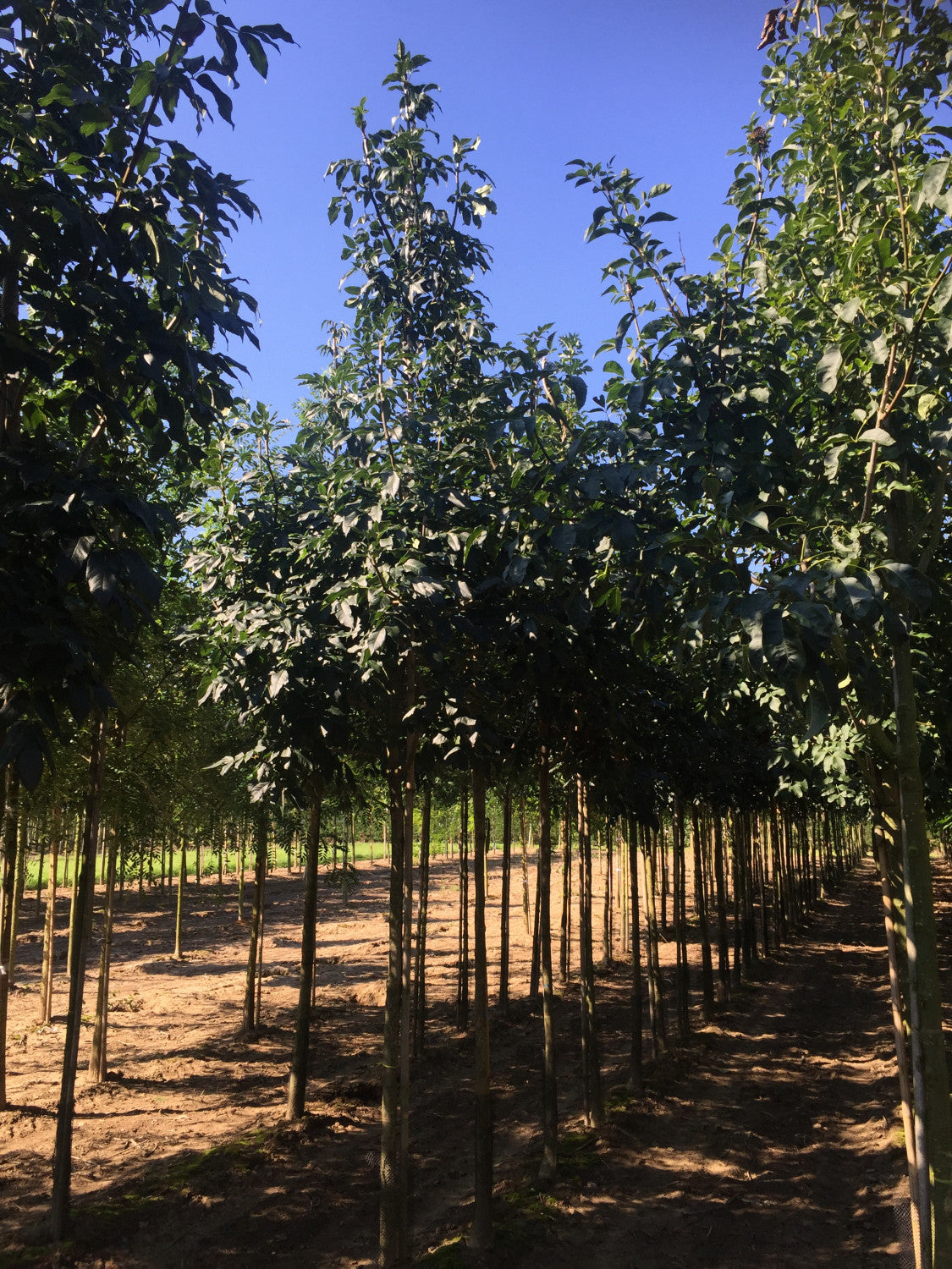 Fraxinus ornus , erhältlich von 270-330 bis 450-650 cm;;ab 437,00 Euro