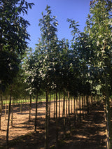 Fraxinus ornus; attraktive Herbstfärbung; verfügbar in 9 Größen und Varianten;;ab 510,00 Euro