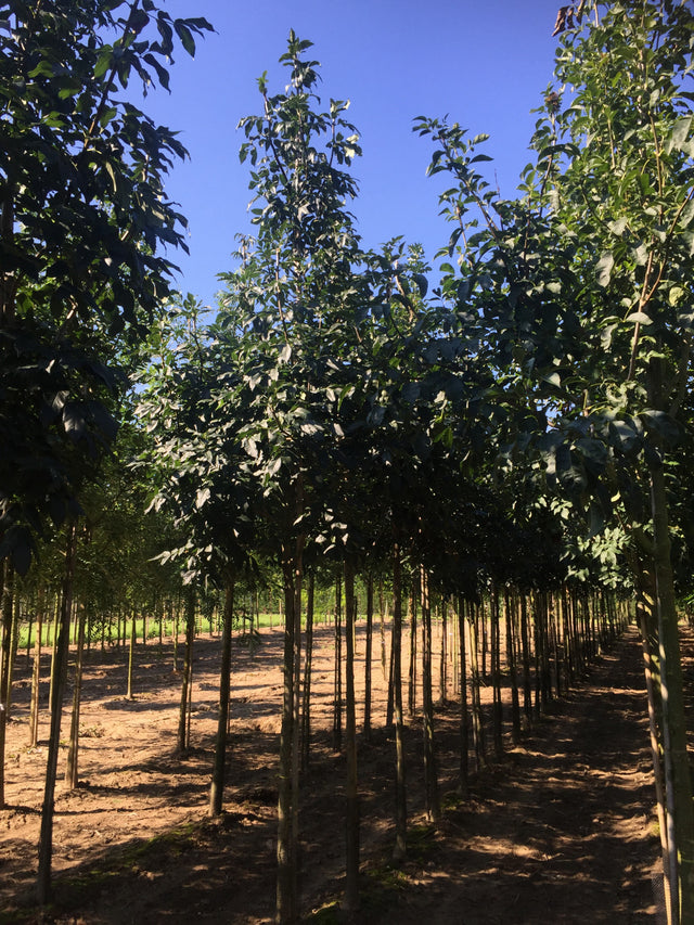Fraxinus ornus , erhältlich von 270-330 bis 450-650 cm;;ab 437,00 Euro