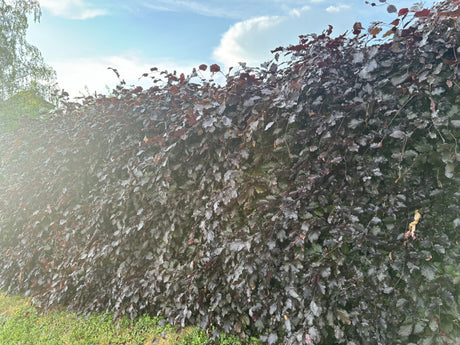Fagus sylvatica 'Atropurpurea'; als Hecke; pflegeleicht;;mit zeitnaher Lieferung