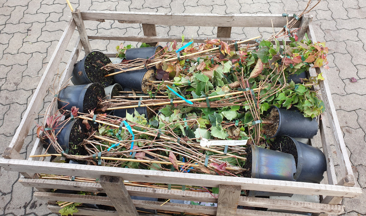 Eastern Wild Grape Versand; Einsatz: Kletterpflanze, winterhart;;mit zeitnaher Lieferung