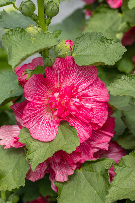 Alcea rosea 'Pleniflora' mit Blüte; Einsatz: ;;ab 2,24 Euro