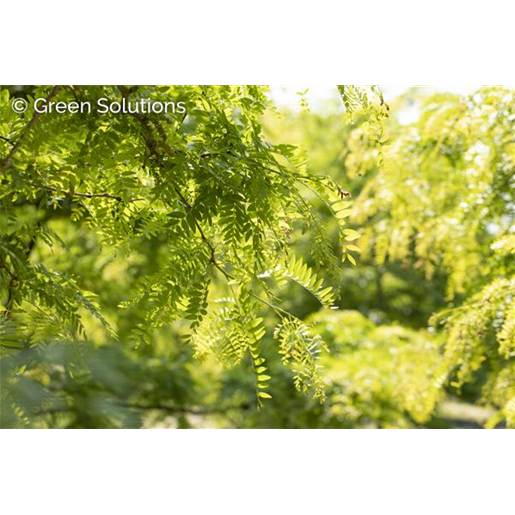 Gleditsia triacanthos inermis , erhältlich von 270-330 bis 450-650 cm;;ab 437,00 Euro