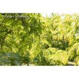 Gleditsia triacanthos inermis; stadtklimafest; verfügbar in 8 Größen und Varianten;;ab 510,00 Euro