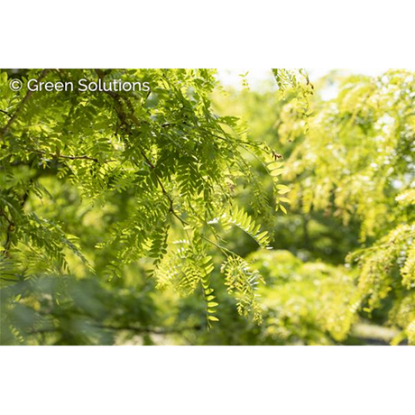 Gleditsia triacanthos inermis , erhältlich von 270-330 bis 450-650 cm;;ab 437,00 Euro