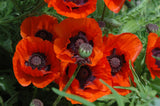 Papaver orientale 'Brillant'; winterhart;;ab 0,00 Euro