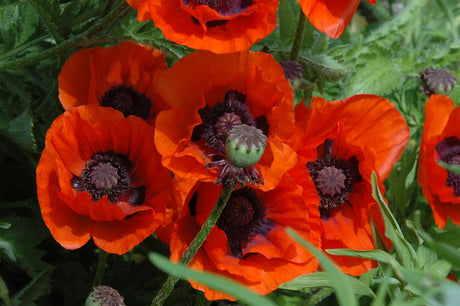 Papaver orientale 'Brillant' , ;;ab 3,22 Euro