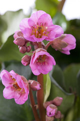 Bergenia cordifolia; hier mit Blüte; blattschmuckpflanze; Einsatzmöglichkeit z.B. : Steingärten;;ab 0,00 Euro