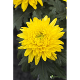 Chrysanthemum x hort. 'Bienchen'; lange Blütezeit;;ab 0,00 Euro