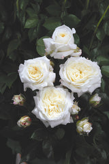 Rosa 'Alabaster' BT; hier mit Blüte; duftend; Einsatzmöglichkeit z.B. : Beetbepflanzung;;ab 13,10 Euro