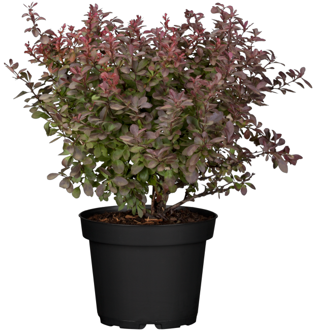 Berberis thunbergii 'Atropurpurea Nana' im Topf, erhältlich von 20-25 bis 25-30 cm; Einsatz: ;;ab 11,00 Euro