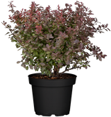 Berberis thunbergii 'Atropurpurea Nana' im Topf, erhältlich von 20-25 bis 25-30 cm; Einsatz: ;;ab 11,00 Euro