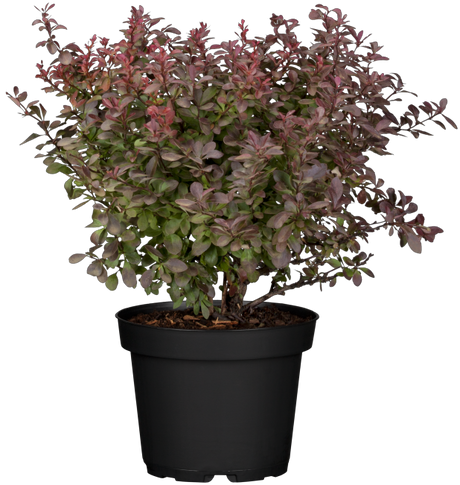 Berberis thunbergii 'Atropurpurea Nana' im Topf, erhältlich von 20-25 bis 25-30 cm; Einsatz: ;;ab 11,00 Euro