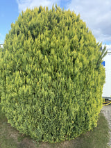 Chamaecyparis laws. 'Alumigold'; schnittfest, anspruchslos, dicht wachsend; verfügbar in 19 Größen und Varianten;;ab 24,80 Euro