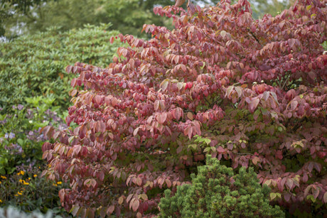 Viburnum plicatum 'Mariesii' mit Herbstlaub, erhältlich von 40-60 bis 200-250 cm; Einsatz: ;;ab 37,40 Euro